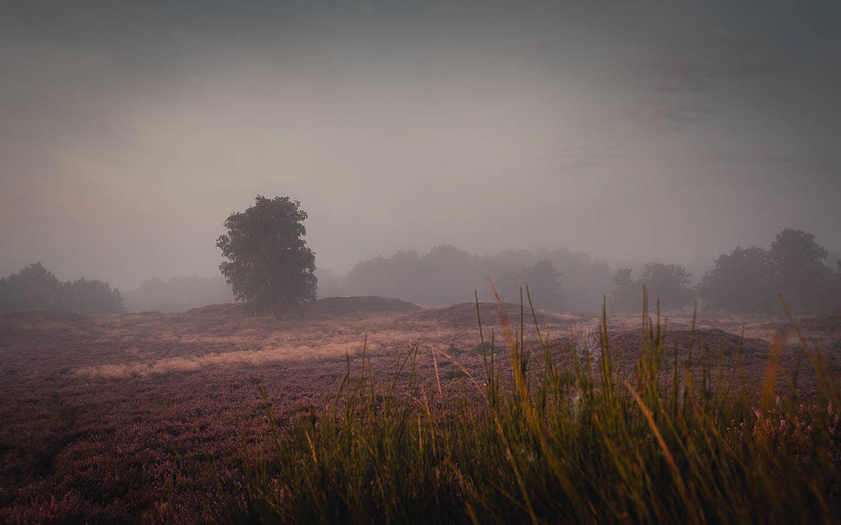 Heidelandschaft im Nebel vor Sonnenaufgang