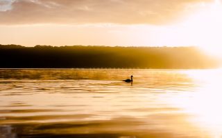 Schwan auf dem See in der Morgensonne