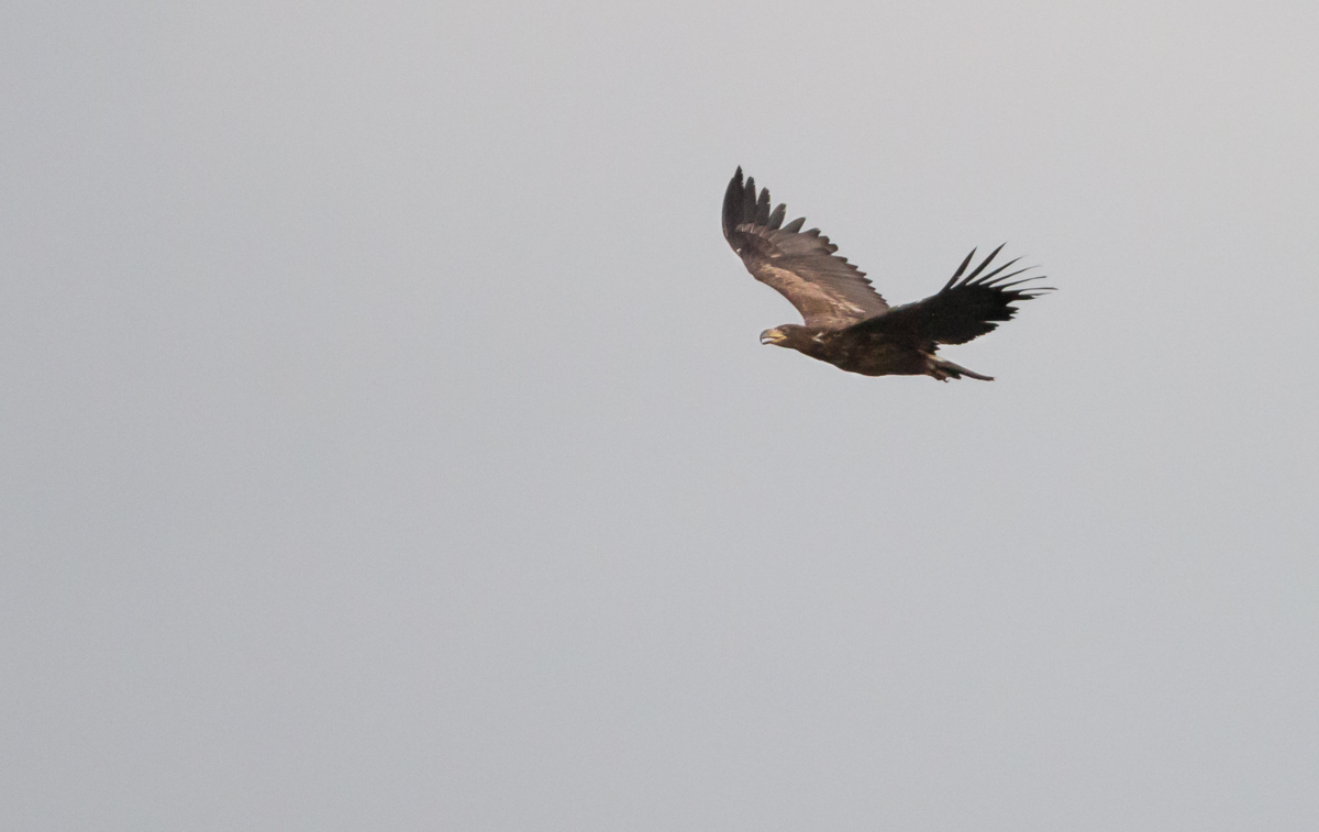 Seeadler Jungvogel im Flug