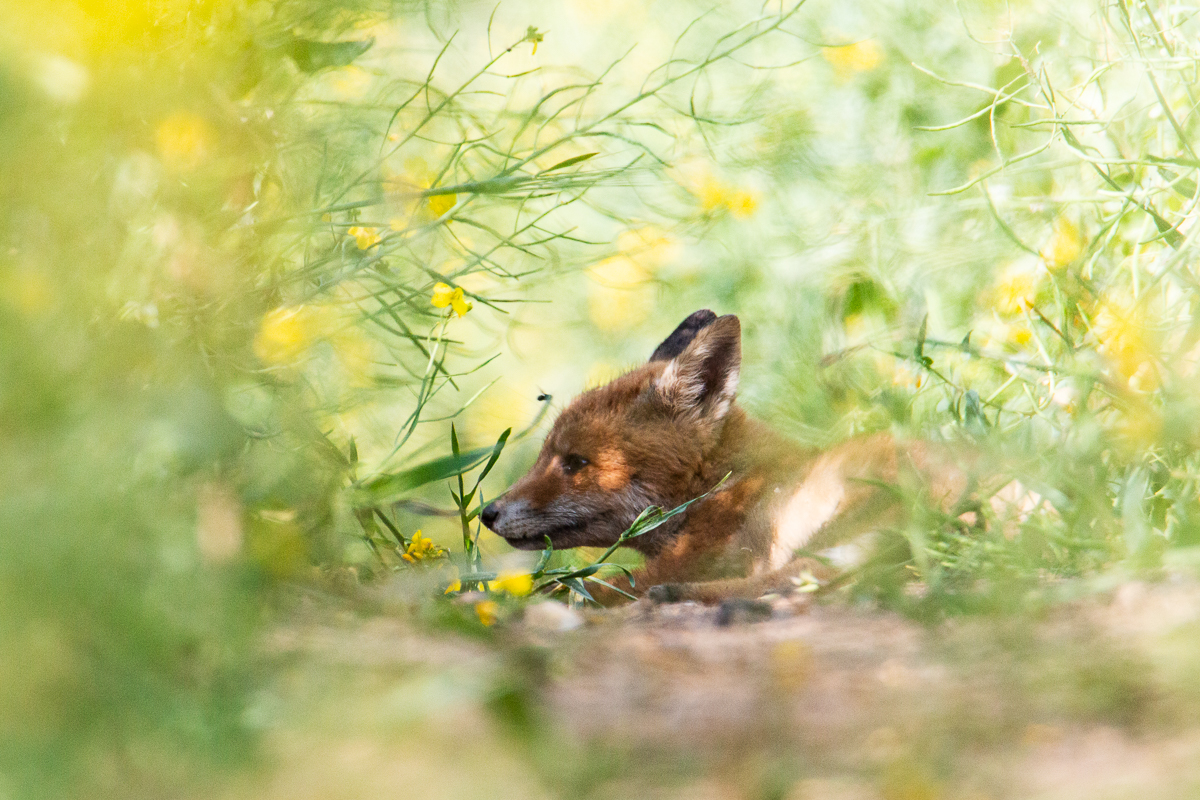 Junger Fuchs ruht im Rapsfeld
