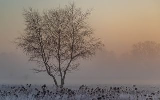 Baum im Nebel im Morgenlicht