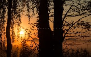 Herrlicher Sonnenaufgang durch Bäume und Äste