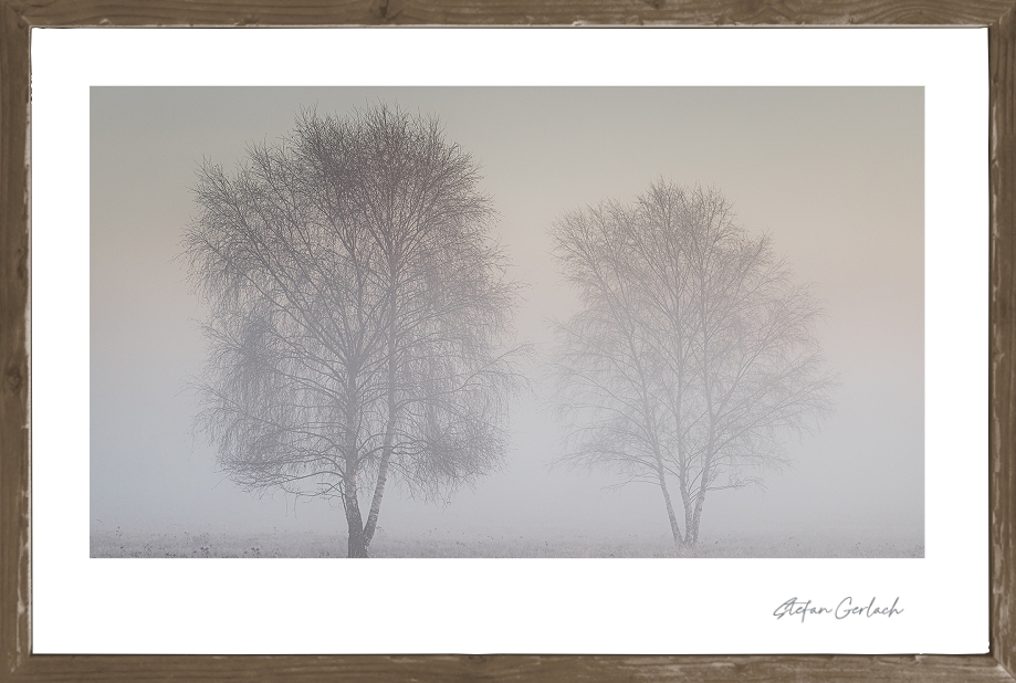 Fine Art Print Birken im Nebel
